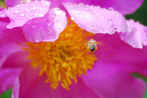 bright pink bee